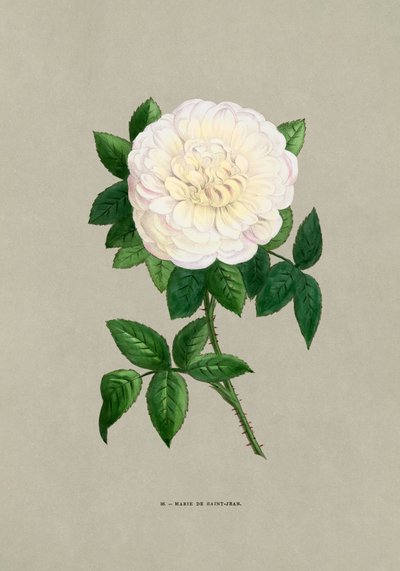 Rose Marie De Saint Jean alkotó: F. Grobon