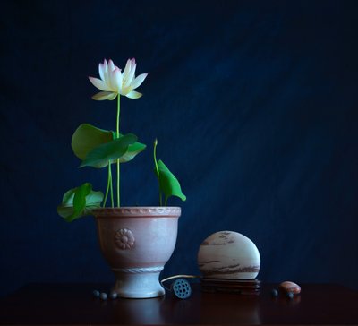 Zen lótusz csendélet alkotó: Fangping Zhou
