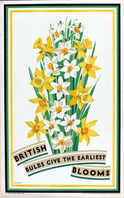 A brit hagymák virágoznak a legkorábban a „British Bulbs for Home Gardens” sorozatból (színes litho) alkotó: Fawkes Fawkes