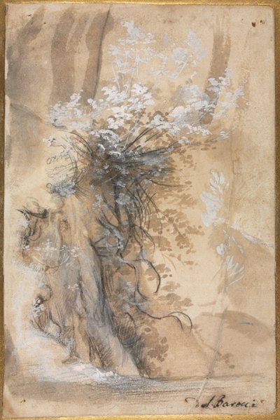 Virágzó bokor egy erodált part felett alkotó: Federico Barocci