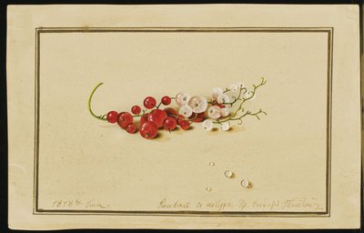 Piros-fehér ribizli, 1818 alkotó: Fedor Petrovich Tolstoy