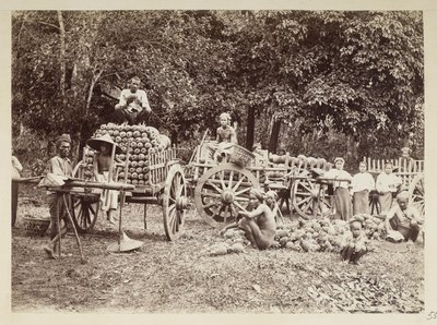 Betakarított ananász kocsikra rakása, Burma, Elgin Collection: „Autumn Tour 1898” (f/w fotó) alkotó: Felice Beato