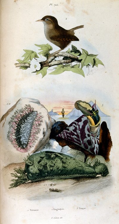 F. E. Guerin botanikai és zoológiai illusztrációja. A Dictionnaire pittoresque d