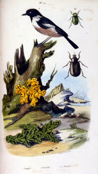 F. E. Guerin botanikai és zoológiai illusztrációja. A Dictionnaire pittoresque d