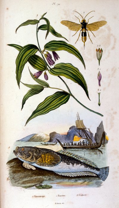 F. E. Guerin botanikai és zoológiai illusztrációja. A Dictionnaire pittoresque d