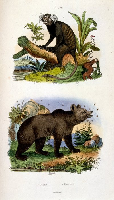 F. E. Guerin botanikai és zoológiai illusztrációja. A Dictionnaire pittoresque d