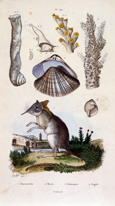 F. E. Guerin botanikai és zoológiai illusztrációja. A Dictionnaire pittoresque d