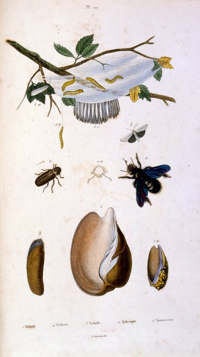 F. E. Guerin botanikai és zoológiai illusztrációja. A Dictionnaire pittoresque d