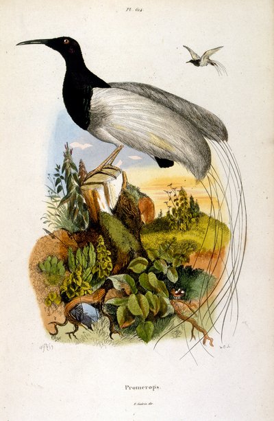 F. E. Guerin botanikai és zoológiai illusztrációja. A Dictionnaire pittoresque d