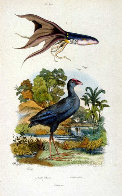F. E. Guerin botanikai és zoológiai illusztrációja. A Dictionnaire pittoresque d