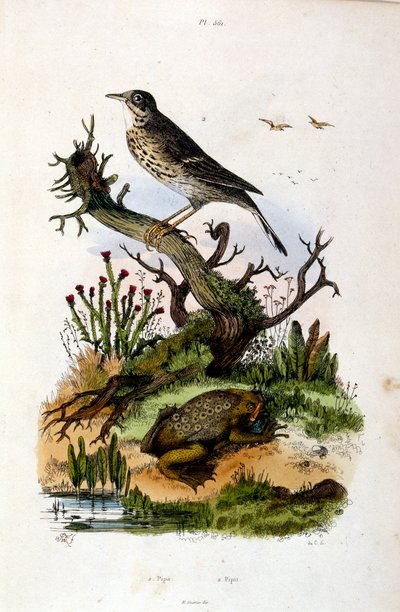 F. E. Guerin botanikai és zoológiai illusztrációja. A Dictionnaire pittoresque d