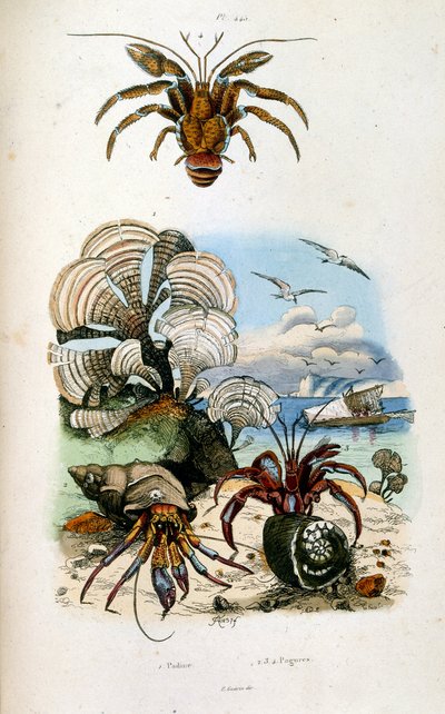 F. E. Guerin botanikai és zoológiai illusztrációja. A Dictionnaire pittoresque d