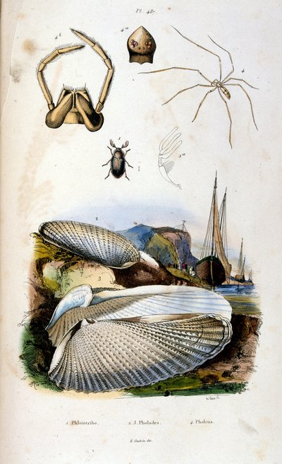F. E. Guerin botanikai és zoológiai illusztrációja. A Dictionnaire pittoresque d