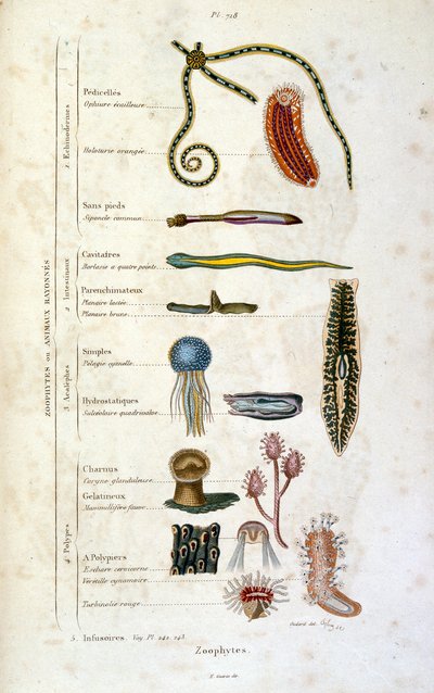 F. E. Guerin botanikai és zoológiai illusztrációja. A Dictionnaire pittoresque d