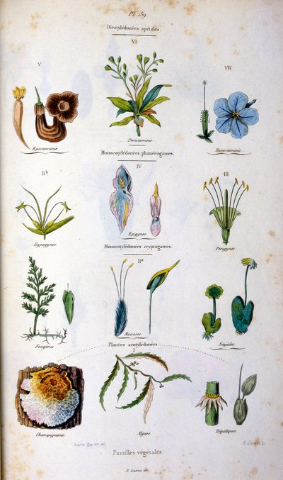 F. E. Guerin botanikai és zoológiai illusztrációja. A Dictionnaire pittoresque d
