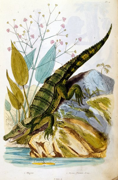 F. E. Guerin botanikai és zoológiai illusztrációja. A Dictionnaire pittoresque d