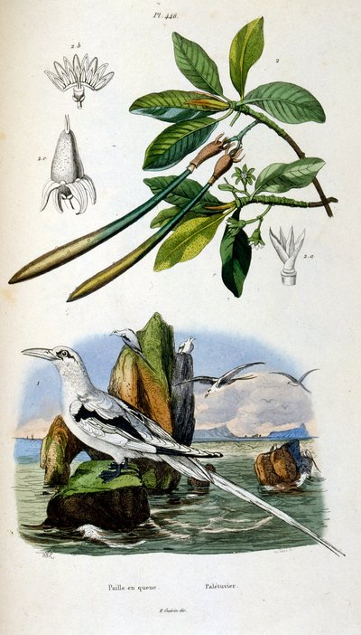 F. E. Guerin botanikai és zoológiai illusztrációja. A Dictionnaire pittoresque d