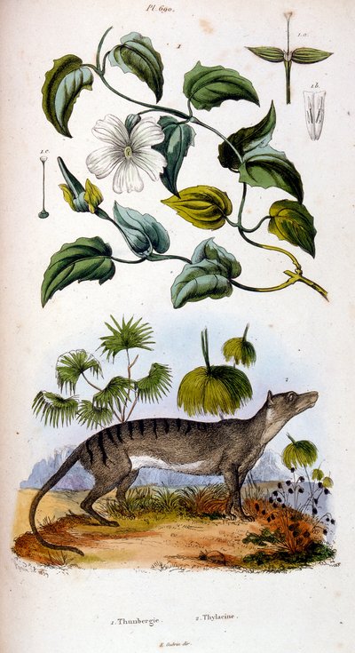 F. E. Guerin botanikai és zoológiai illusztrációja. A Dictionnaire pittoresque d