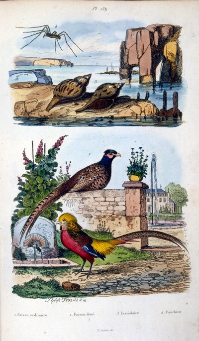 F. E. Guerin botanikai és zoológiai illusztrációja. A Dictionnaire pittoresque d