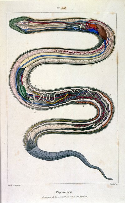 F. E. Guerin botanikai és zoológiai illusztrációja. A Dictionnaire pittoresque d