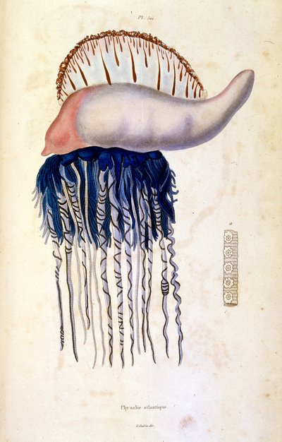 F. E. Guerin botanikai és zoológiai illusztrációja. A Dictionnaire pittoresque d