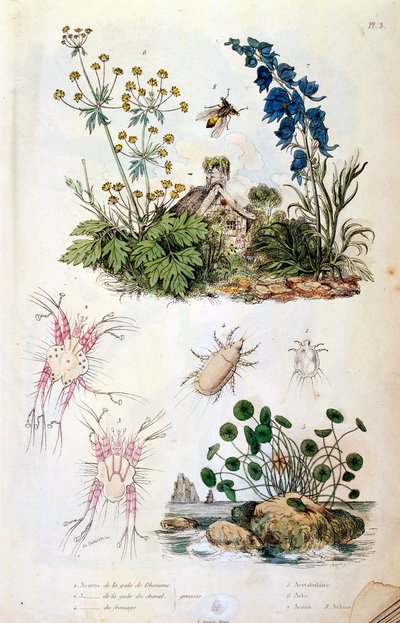 F. E. Guerin botanikai és zoológiai illusztrációja. A Dictionnaire pittoresque d