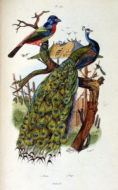 F. E. Guerin botanikai és zoológiai illusztrációja. A Dictionnaire pittoresque d
