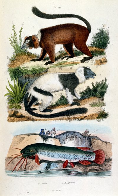 F. E. Guerin botanikai és zoológiai illusztrációja. A Dictionnaire pittoresque d