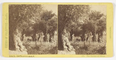 Der Garten der Oliven, Jerusalem, Nr. 576 aus der Serie "Ansichten von Palästina" alkotó: Félix Bonfils