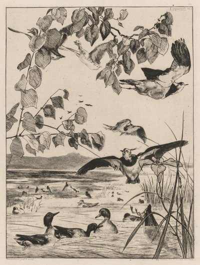Lapwings és Teals alkotó: Felix Bracquemond