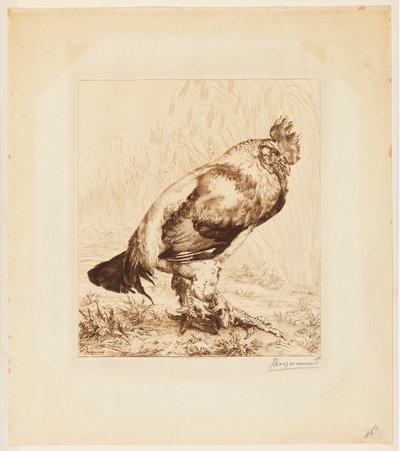 Az Öreg Kakas alkotó: Felix Bracquemond