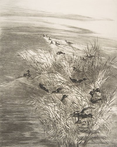 Nád és kékeszöld, 1882. alkotó: Felix Bracquemond