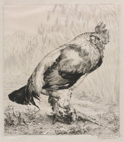 Az Öreg Kakas alkotó: Felix Bracquemond
