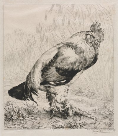 Az öreg kakas, 1882. alkotó: Felix Bracquemond