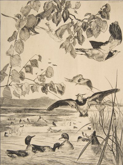 Lapwings and Sarcelles, 1862. alkotó: Felix Bracquemond