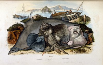Manta Ray hal illusztrációja. (Felix-Edouard Guerin festői természettörténeti és természeti jelenségek szótárából készült kromolitográfiája alkotó: Felix-Edouard Guerin