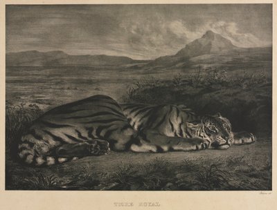Királytigris, 1829. alkotó: Ferdinand Victor Eugene Delacroix