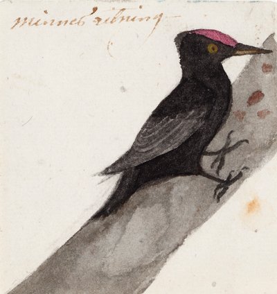 A nagy fekete harkály alkotó: Ferdinand von Wright