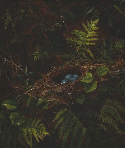 Madárfészek és páfrányok, 1863. alkotó: Fidelia Bridges