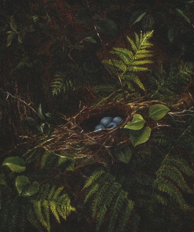 Madárfészek és páfrányok, 1863 alkotó: Fidelia Bridges
