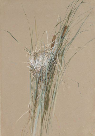 Madárfészek Cattailsben, kb. 1875. alkotó: Fidelia Bridges