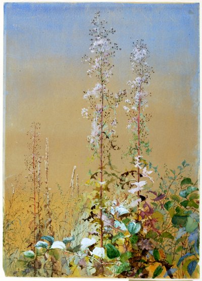 Cím nélkül, kb. 1876. alkotó: Fidelia Bridges