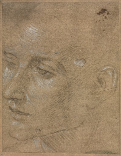 Egy fiatalember feje alkotó: Filippino Lippi