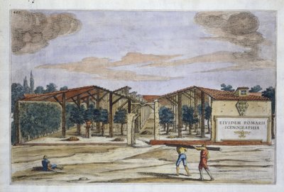 Fedett gyümölcsös, Giovanni Battista Ferrari Hesperidesből, Camillo Congio metszet (fl.1630), megjelent 1646 (kézzel színezett metszet) alkotó: Filippo after Gagliardi