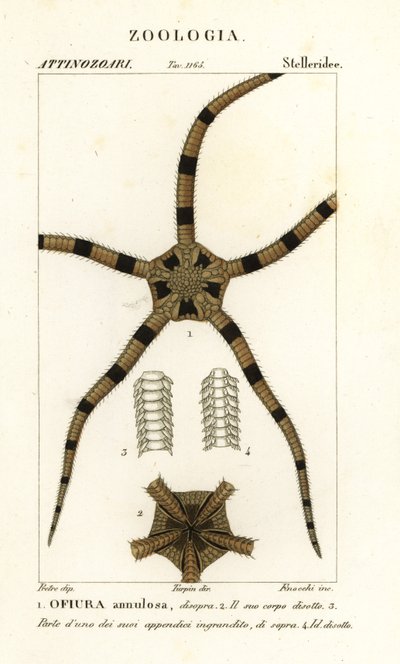 Törékeny csillag tüskésbőrű, Ophiomastix annulosa, Ophiura annulosa alkotó: Finocchi Finocchi