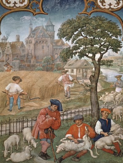 Fol.7v Július hónapja: Szüret és birkanyírás, a Breviarium Grimani-ból, 1515 körül alkotó: Flemish School