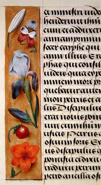 Ms. 1058-1975, f.16v: virágos szegély részlete egy Órakönyvből, 1500 körül (vellum) alkotó: Flemish School