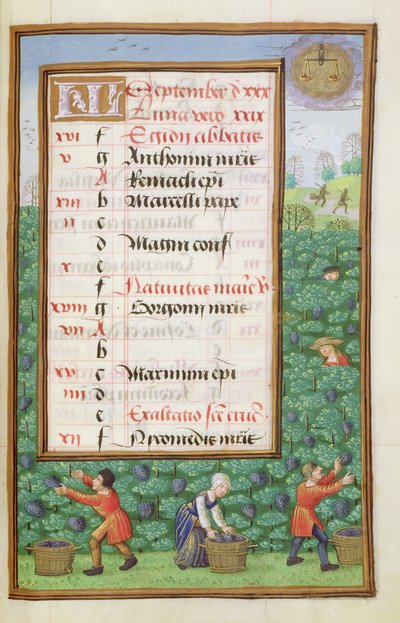 Ms 1058-1975 f9r Gathering Grapes, megvilágított szeptemberi naptároldal, egy Órakönyvből, 1500 körül alkotó: Flemish School