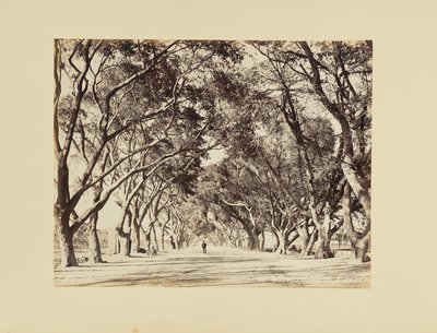 Kairó, Allée de Choubra alkotó: Félix Bonfils