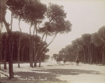 Promenade des Pins Bejrútban, kb. 1870. alkotó: Félix Bonfils